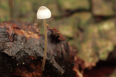 BUITEN BEELD Foto: 309765