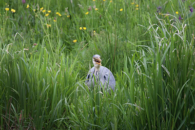 BUITEN BEELD Foto: 309773