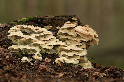 BUITEN BEELD Foto: 309781