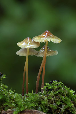 BUITEN BEELD Foto: 309789