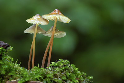 BUITEN BEELD Foto: 309790