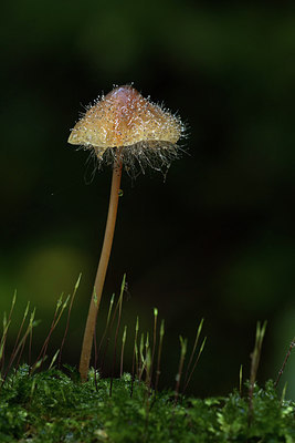 BUITEN BEELD Foto: 309792