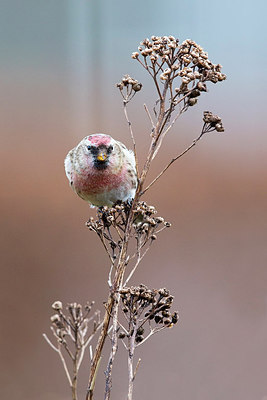 BUITEN BEELD Foto: 309793