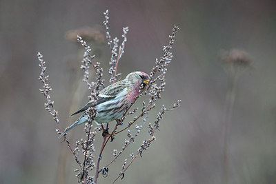 BUITEN BEELD Foto: 309794