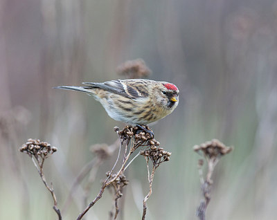 BUITEN BEELD Foto: 309796