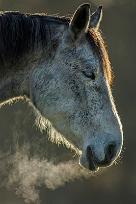 BUITEN BEELD Foto: 309818