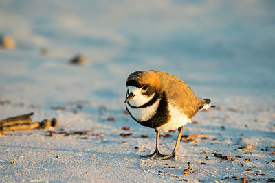BUITEN BEELD Foto: 309850