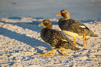 BUITEN BEELD Foto: 309860