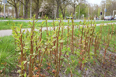 BUITEN BEELD Foto: 309872
