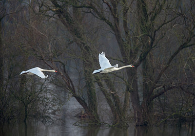 BUITEN BEELD Foto: 309915