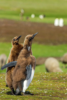 BUITEN BEELD Foto: 309921