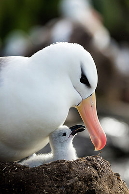 BUITEN BEELD Foto: 309958