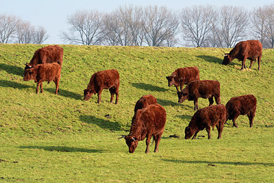 BUITEN BEELD Foto: 309981