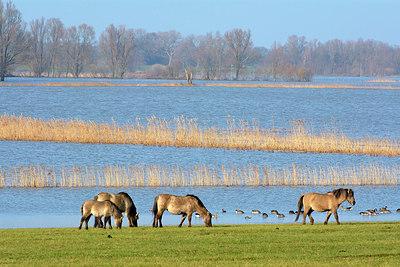 BUITEN BEELD Foto: 309985