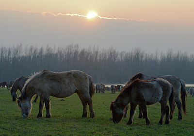 BUITEN BEELD Foto: 309991