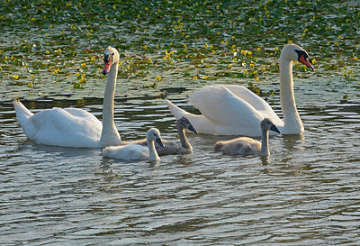 BUITEN BEELD Foto: 309995