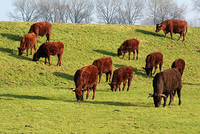 BUITEN BEELD Foto: 310001