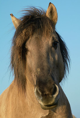 BUITEN BEELD Foto: 310003
