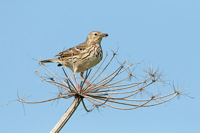 BUITEN BEELD Foto: 310009