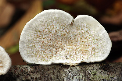 BUITEN BEELD Foto: 310040