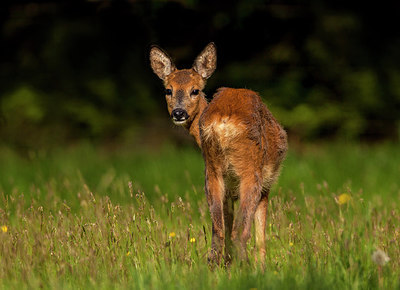 BUITEN BEELD Foto: 310052