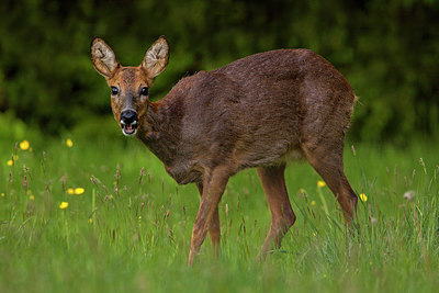 BUITEN BEELD Foto: 310053