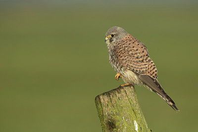 BUITEN BEELD Foto: 310057