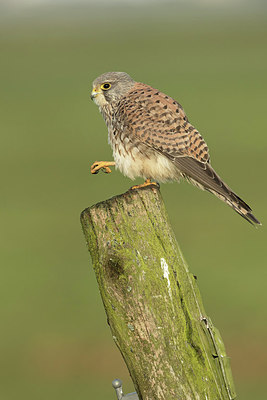 BUITEN BEELD Foto: 310058