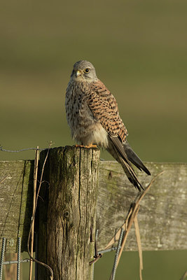 BUITEN BEELD Foto: 310062