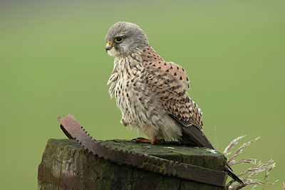 BUITEN BEELD Foto: 310065