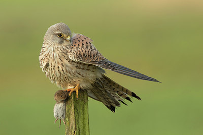 BUITEN BEELD Foto: 310071