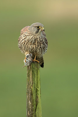 BUITEN BEELD Foto: 310074