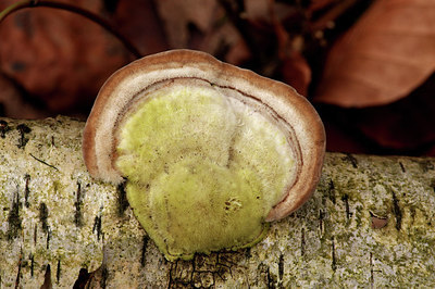 BUITEN BEELD Foto: 310080