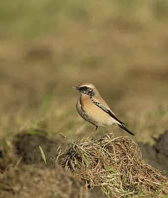BUITEN BEELD Foto: 310122