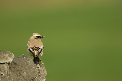 BUITEN BEELD Foto: 310140