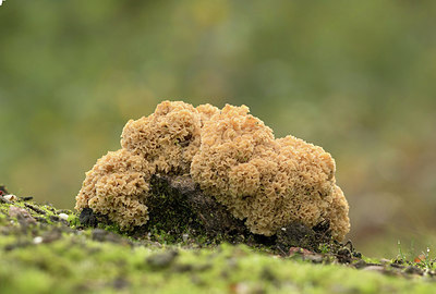 BUITEN BEELD Foto: 310146