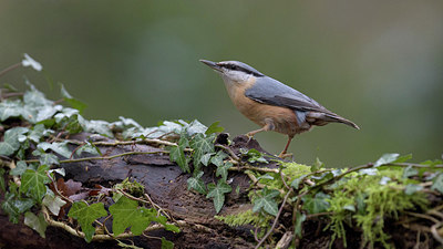 BUITEN BEELD Foto: 310151