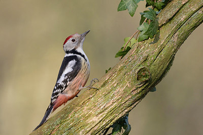 BUITEN BEELD Foto: 310155