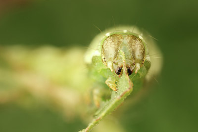 BUITEN BEELD Foto: 310157