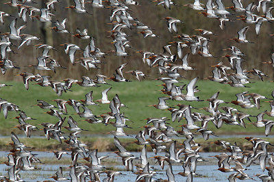 BUITEN BEELD Foto: 310167