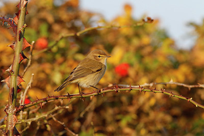 BUITEN BEELD Foto: 310181