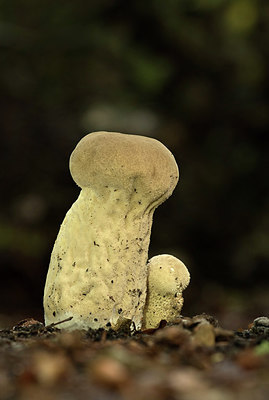 BUITEN BEELD Foto: 310212