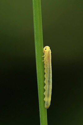 BUITEN BEELD Foto: 310265