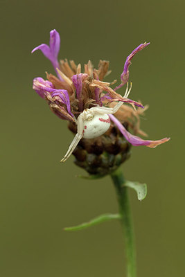 BUITEN BEELD Foto: 310267