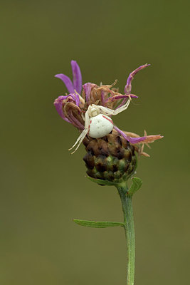 BUITEN BEELD Foto: 310268