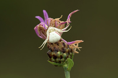 BUITEN BEELD Foto: 310269