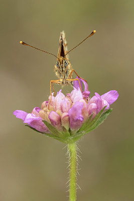 BUITEN BEELD Foto: 310273