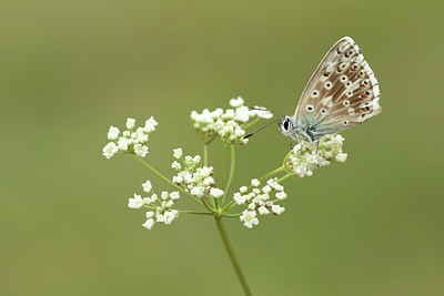 BUITEN BEELD Foto: 310278