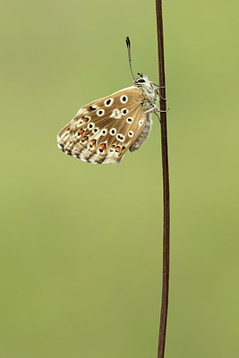 BUITEN BEELD Foto: 310280