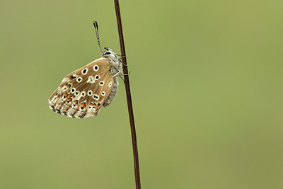 BUITEN BEELD Foto: 310281